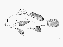 To FishBase images (<i>Stellifer melanocheir</i>, by FAO)