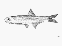 To FishBase images (<i>Stolephorus multibranchus</i>, by FAO)