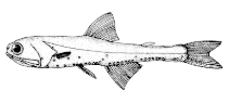 To FishBase images (<i>Stenobrachius nannochir</i>, Canada, by Canadian Museum of Nature, Ottawa, Canada)
