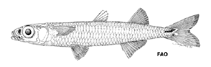 To FishBase images (<i>Stenatherina panatela</i>, by FAO)