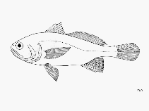 To FishBase images (<i>Stellifer pizarroensis</i>, by FAO)