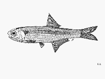 To FishBase images (<i>Stolephorus ronquilloi</i>, by FAO)