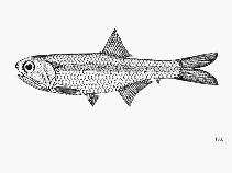 To FishBase images (<i>Stolephorus tri</i>, by FAO)