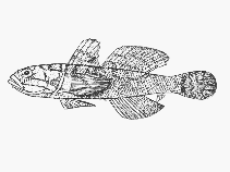 To FishBase images (<i>Sufflogobius bibarbatus</i>, South Africa, by SFSA)