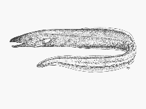 To FishBase images (<i>Synaphobranchus affinis</i>, by SFSA)