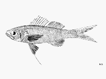 To FishBase images (<i>Symphysanodon berryi</i>, by FAO)