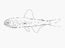 To FishBase images (<i>Symbolophorus boops</i>, by SFSA)