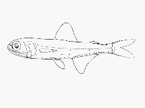 To FishBase images (<i>Symbolophorus evermanni</i>, by SFSA)