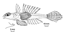 To FishBase images (<i>Synchiropus grandoculis</i>, Australia, by Fricke, R.)