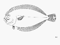 Image of Syacium maculiferum (Clearspot flounder)