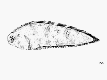 Image of Symphurus microlepis (Smallfin tonguefish)