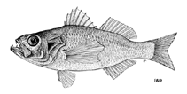 To FishBase images (<i>Synagrops microlepis</i>, by FAO)