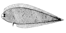 To FishBase images (<i>Symphurus minor</i>, Canada, by Canadian Museum of Nature, Ottawa, Canada)