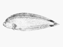 To FishBase images (<i>Symphurus ocellatus</i>, South Africa, by SFSA)