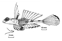 To FishBase images (<i>Synchiropus orstom</i>, New Caledonia, by Fricke, R.)