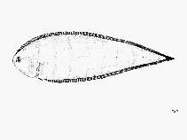 To FishBase images (<i>Symphurus prolatinaris</i>, by FAO)