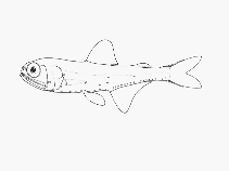 To FishBase images (<i>Symbolophorus rufinus</i>, by SFSA)