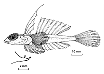 To FishBase images (<i>Synchiropus signipinnis</i>, New Caledonia, by Fricke, R.)