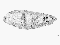 Image of Symphurus trifasciatus (Threeband tonguesole)