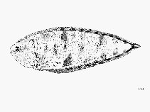 To FishBase images (<i>Symphurus variegatus</i>, by FAO)