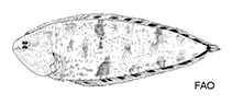To FishBase images (<i>Symphurus varius</i>, by FAO)