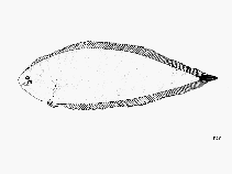 To FishBase images (<i>Symphurus williamsi</i>, by FAO)