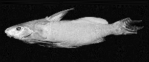 Image of Synodontis zambezensis (Plain squeaker)