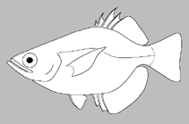 Image of Toxotes lorentzi (Primitive archerfish)