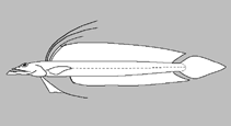 Image of Trichonotus filamentosus 