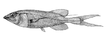 To FishBase images (<i>Talismania bifurcata</i>, Canada, by Canadian Museum of Nature, Ottawa, Canada)