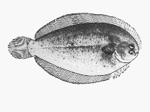 To FishBase images (<i>Taratretis derwentensis</i>, Australia, by CSIRO)
