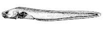 To FishBase images (<i>Taranetzella lyoderma</i>, Canada, by Canadian Museum of Nature, Ottawa, Canada)