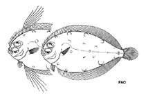 To FishBase images (<i>Taeniopsetta ocellata</i>, by FAO)