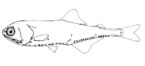 To FishBase images (<i>Tarletonbeania taylori</i>, Canada, by Canadian Museum of Nature, Ottawa, Canada)