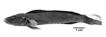 Image of Teleogramma brichardi 