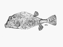 To FishBase images (<i>Tetrosomus concatenatus</i>, South Africa, by SFSA)