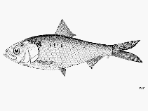 To FishBase images (<i>Tenualosa reevesii</i>, by FAO)