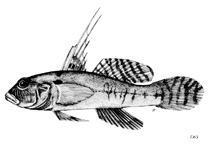 To FishBase images (<i>Thorogobius angolensis</i>, by FAO)