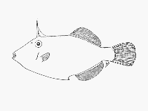 To FishBase images (<i>Thamnaconus arenaceus</i>, South Africa, by SFSA)