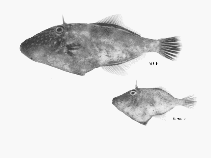 To FishBase images (<i>Thamnaconus degeni</i>, by CSIRO)
