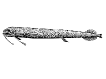 To FishBase images (<i>Thysanactis dentex</i>, Cape Verde, by Reiner, F.)