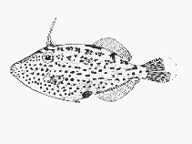 To FishBase images (<i>Thamnaconus fajardoi</i>, Mozambique, by SFSA)