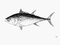 To FishBase images (<i>Thunnus thynnus orientalis</i>, by FAO)