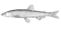To FishBase images (<i>Osmerus albatrossis</i>, Alaska, by Bull. U.S. Bur. Fish.)
