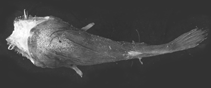 To FishBase images (<i>Thaumatichthys pagidostomus</i>, by Ho, H.-C.)