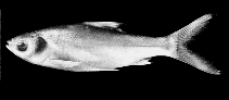 Image of Thynnichthys polylepis 