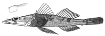 To FishBase images (<i>Thysanophrys springeri</i>, Eritrea, by Knapp, L.)