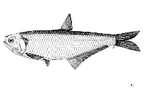 To FishBase images (<i>Thryssa whiteheadi</i>, by FAO)