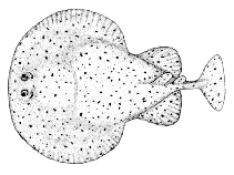 To FishBase images (<i>Torpedo californica</i>, Canada, by Canadian Museum of Nature, Ottawa, Canada)