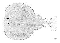To FishBase images (<i>Torpedo macneilli</i>, by FAO)